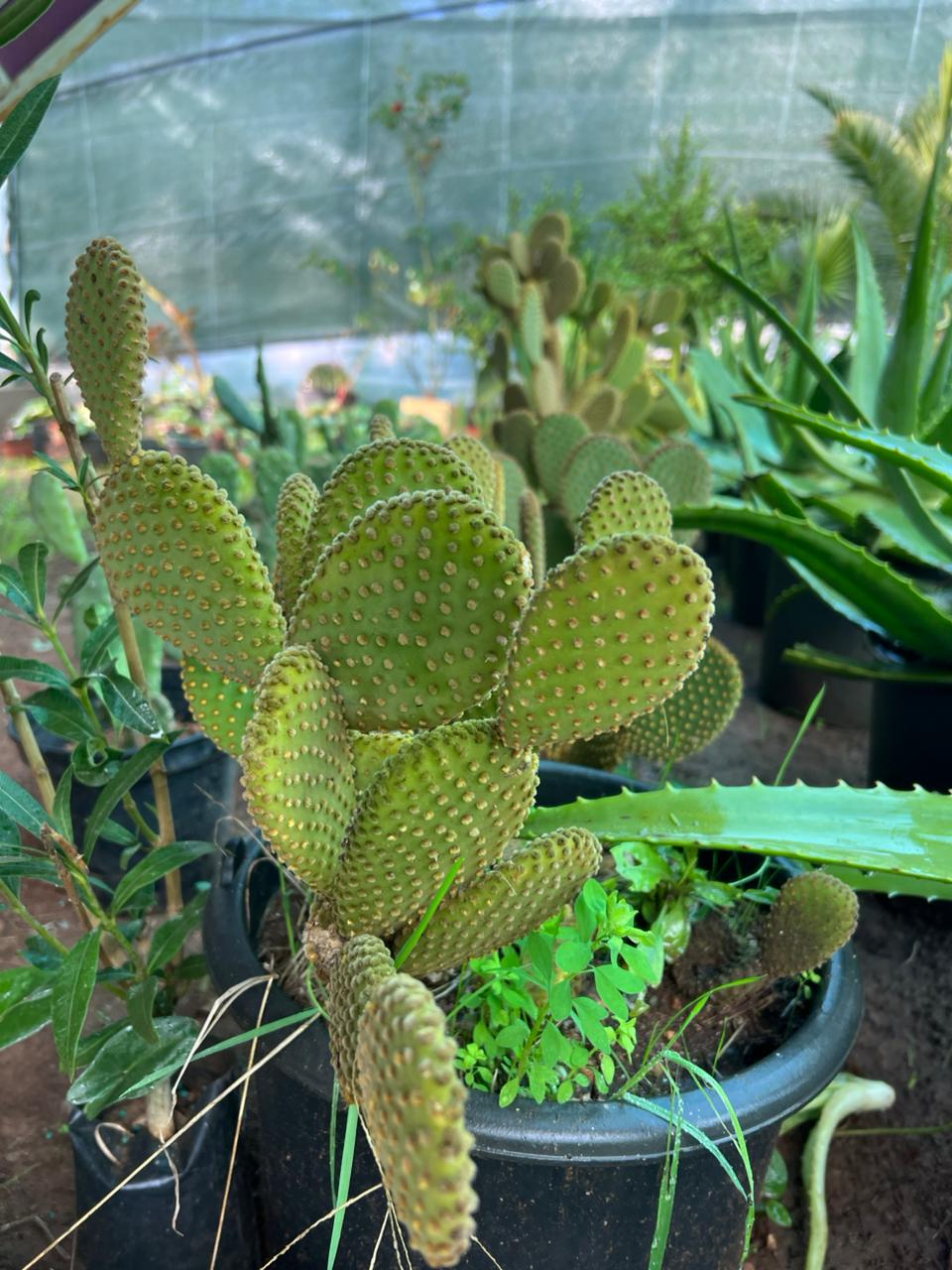 opuntia microdasys